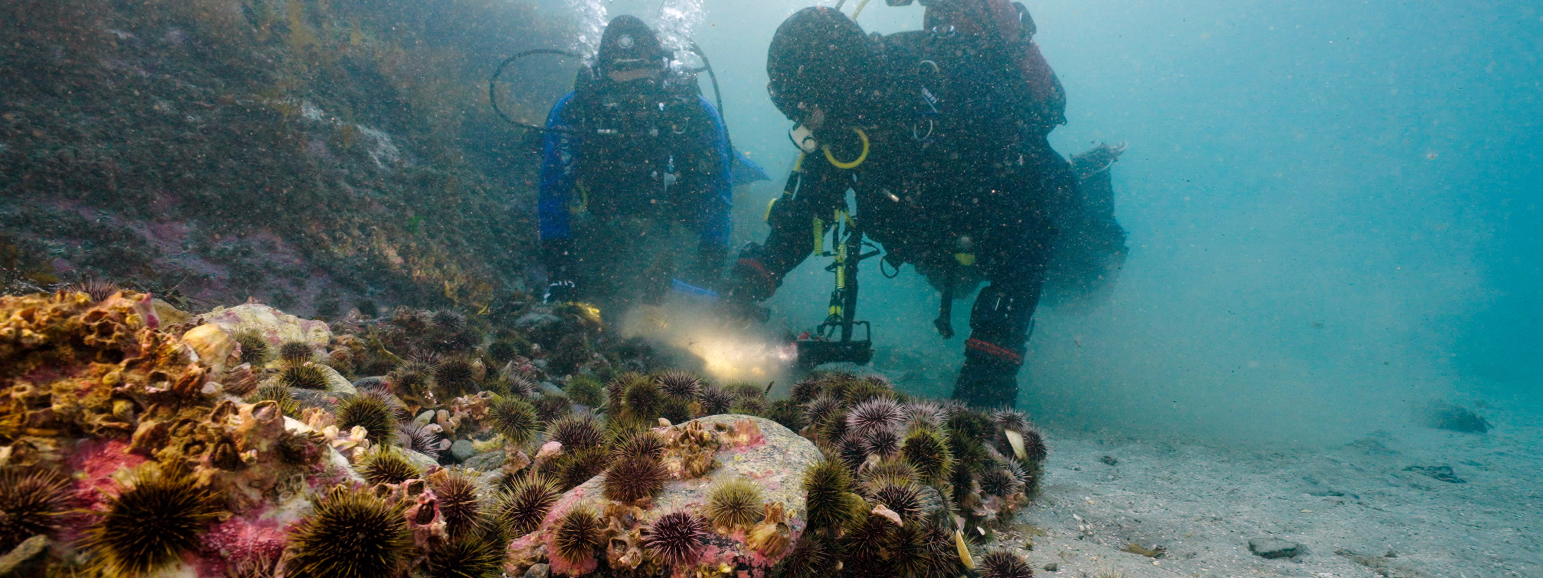 Dykker samler kråkeboller. Foto: David Gonzalez