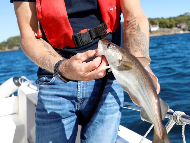 Hånd som holder en fisk av typen hvitting. Foto.