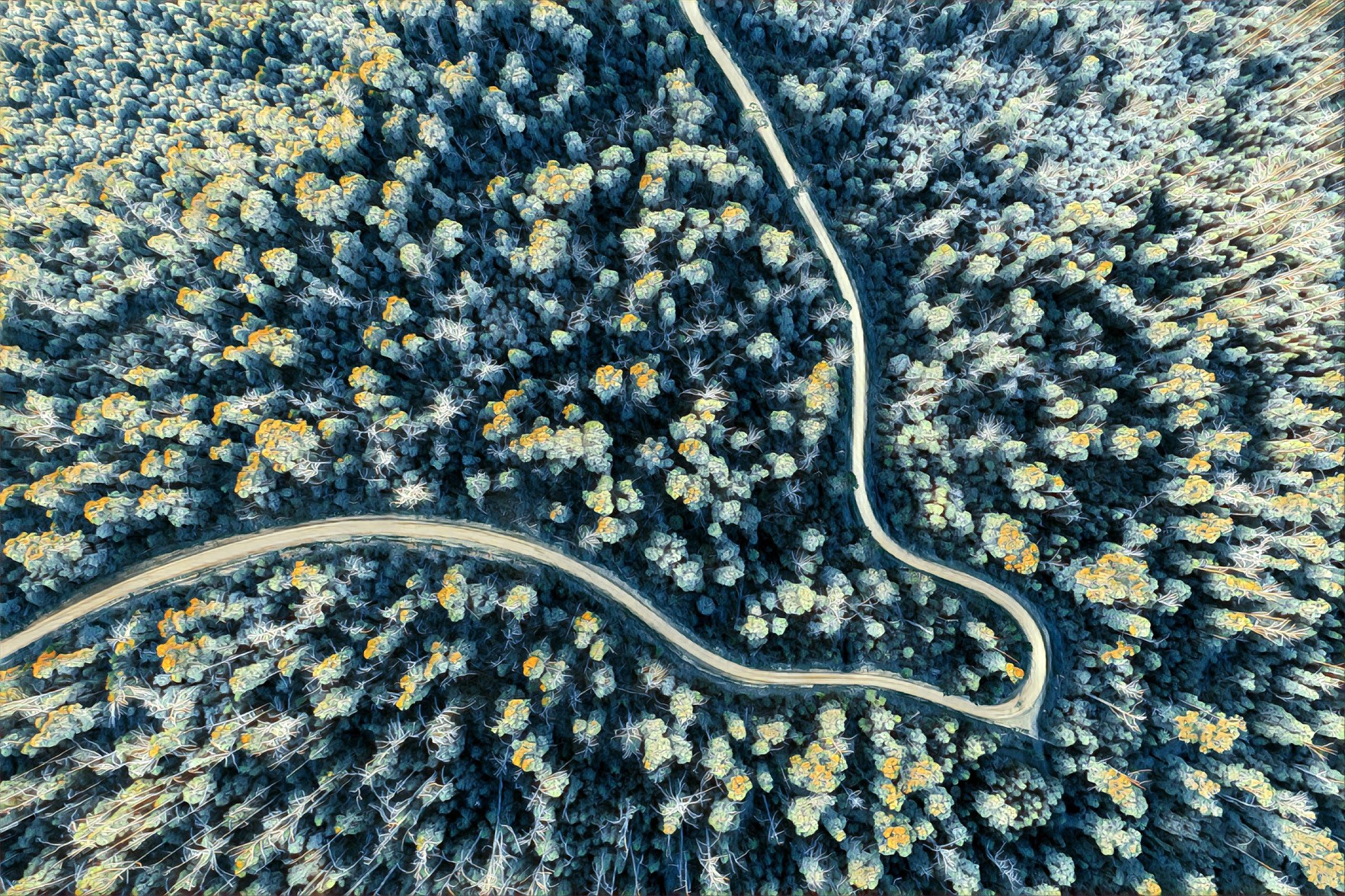 Skog fotografert ovenfra med drone. En svingete vei slynger seg mellom trærne.