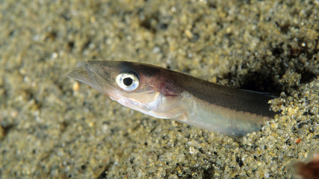 Tobis (fisk) graver seg ned i sanden. Foto: Erling Svendsen / Havforskningsinstituttet
