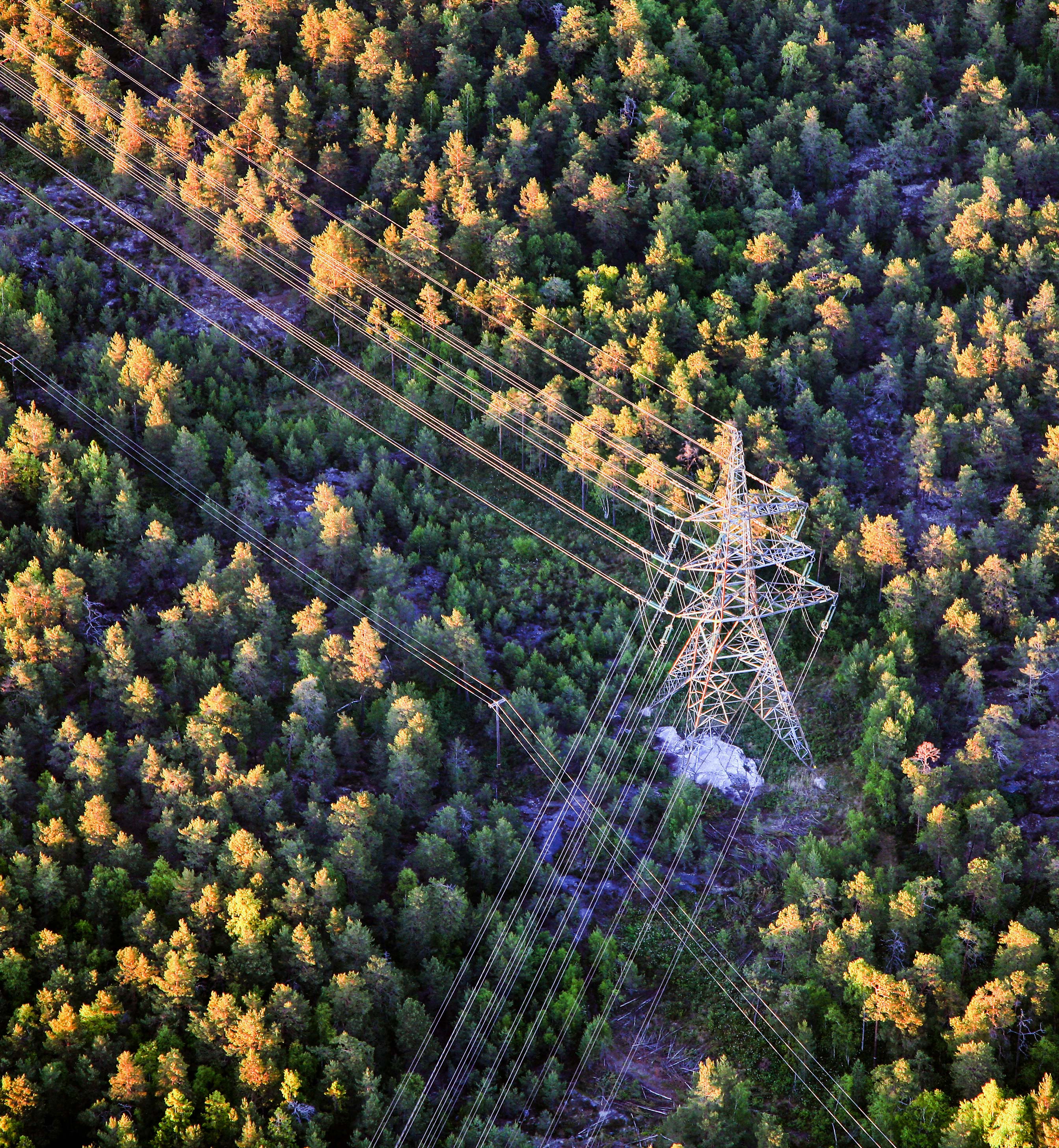Kraftledninger krysser hverandre i skogsomr&aring;de. Foto: Mostphotos