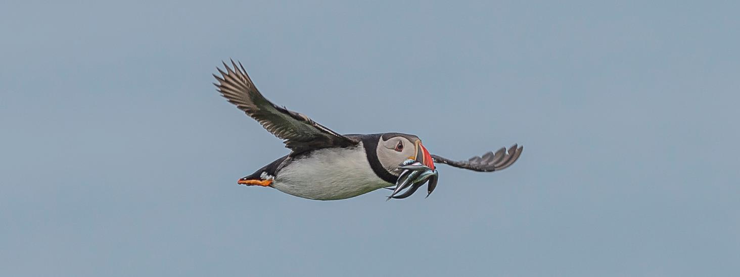 Lundefugl flyr med flere tobis i nebbet. Foto: Arild Hareide