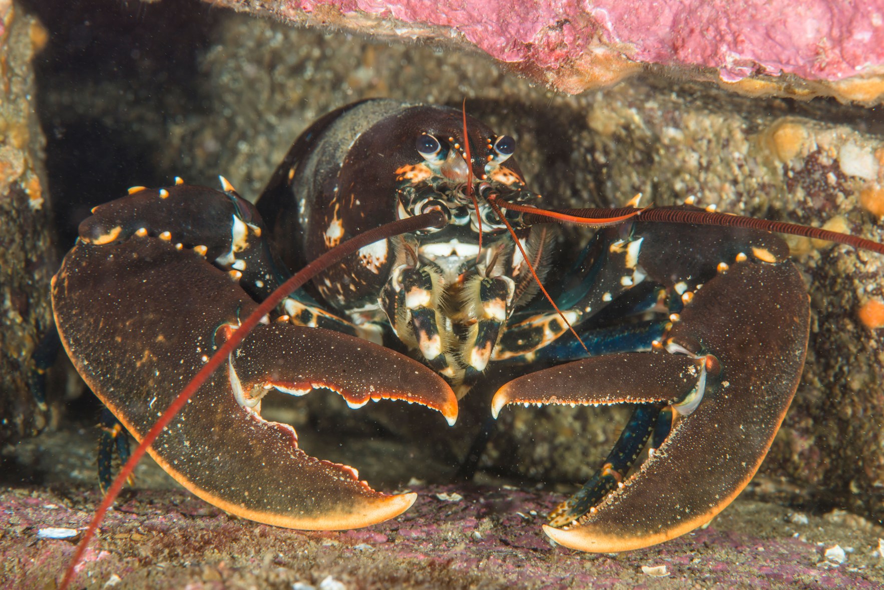 Hummer gjemmer seg mellom noen steiner på havbunnen. Foto: Erling Svensen, Havforskningsinstituttet
