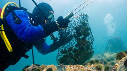 Dykkere plukker kråkeboller og legger dem i en hov. Foto: David Gonzalez
