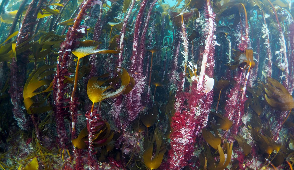Tareskog på Sunnmøre. Foto:  Jonas Thormar / Havforskingsinstituttet
