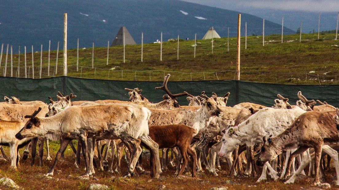 Rein foran reinsgjerder i åpent fjellandskap. Foto: Anders Ekedahl/ Most Photos