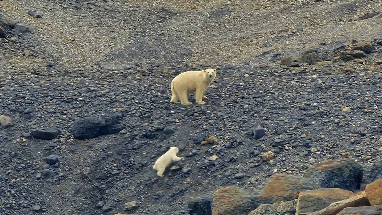 Isbjørnbinne og -unge på Svalbard.